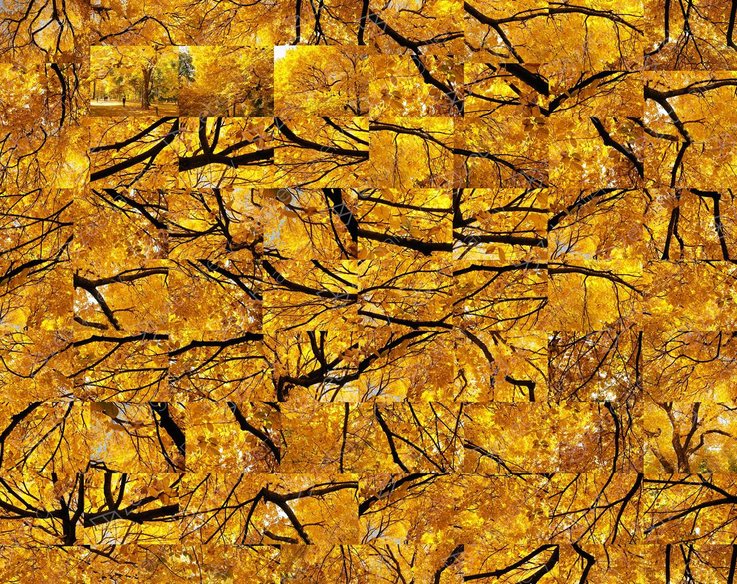 Fall - Yellow Jazz , original Nature Digital Photography by Shimon and Tammar Rothstein 
