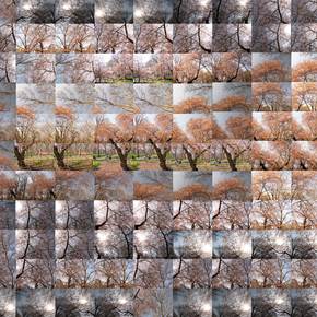 Spring - A Stroll By The Okame Cherry Tree, original Naturaleza Digital Fotografía de Shimon and Tammar Rothstein 