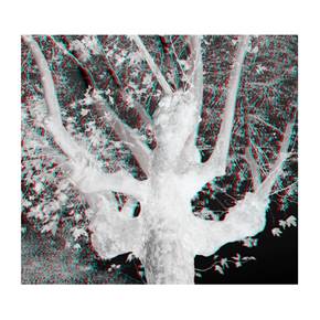 Árvores #1, original Vanguardia Digital Fotografía de Carla Gaspar