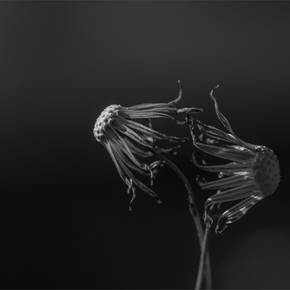 Medusas, original B&W Digital Photography by Fernando Pinho