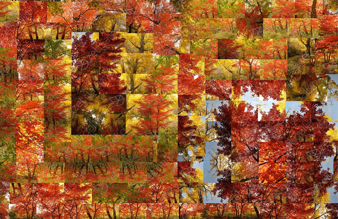 Fall - In depth Opus 1, original Nature Digital Photography by Shimon and Tammar Rothstein 
