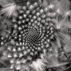 Fibonacci, original B&N Digital Fotografía de Fernando Pinho