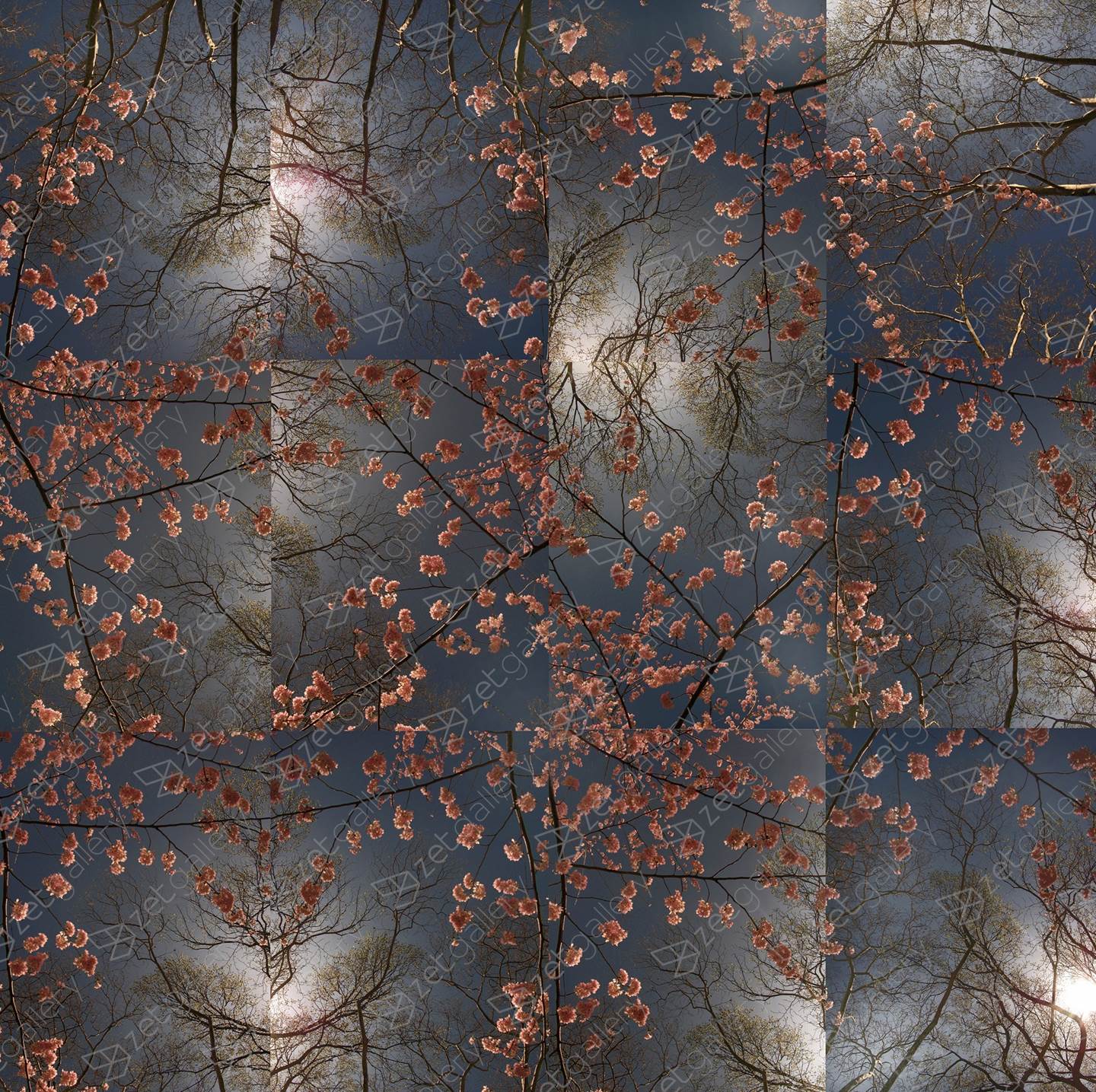 Early Spring - Cherry Blossom Bloom Opus 2, original   Photography by Shimon and Tammar Rothstein 
