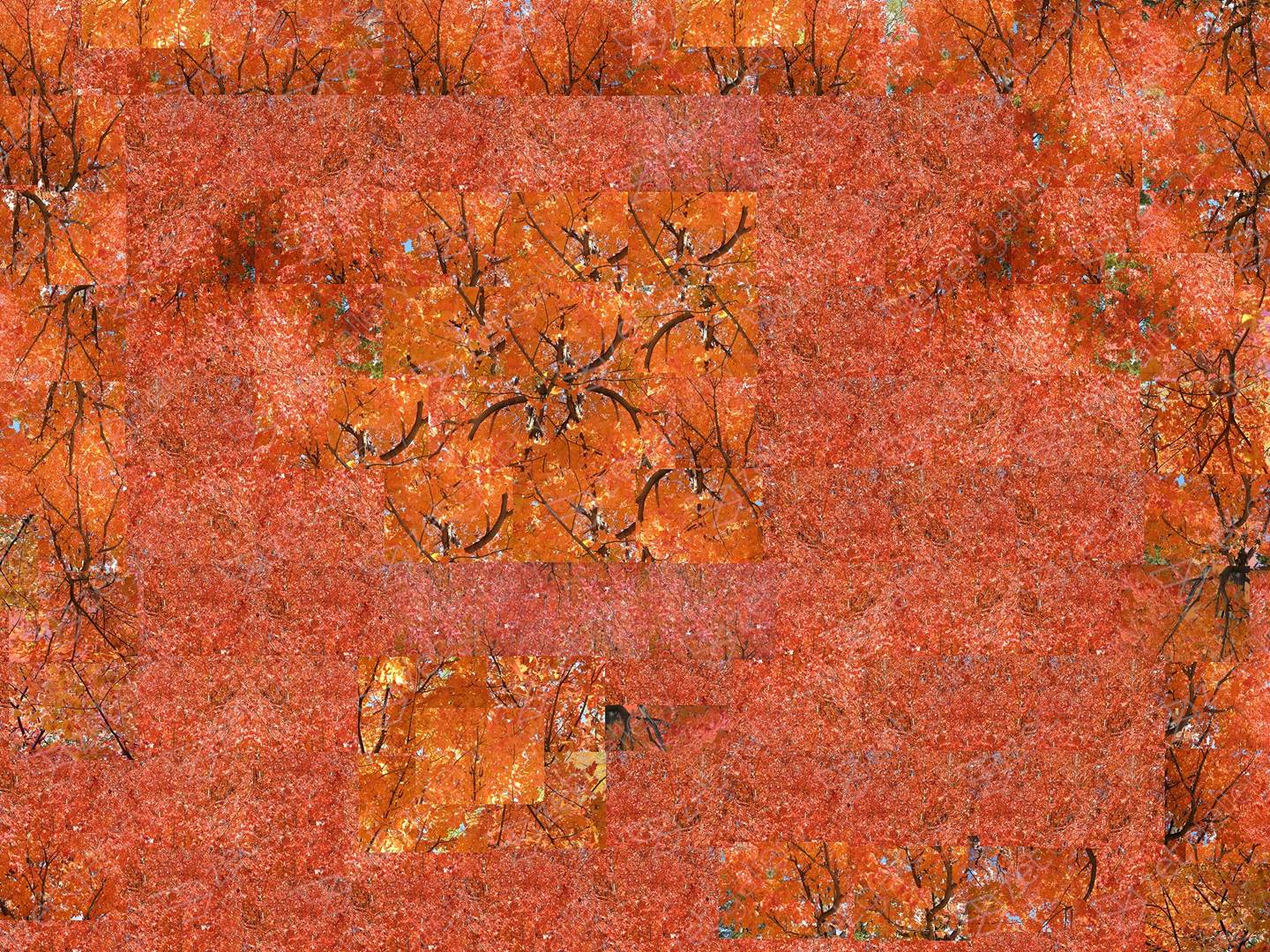 Fall - Red Opus 1, original   Photography by Shimon and Tammar Rothstein 